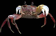 'A Crab' by Asienreisender